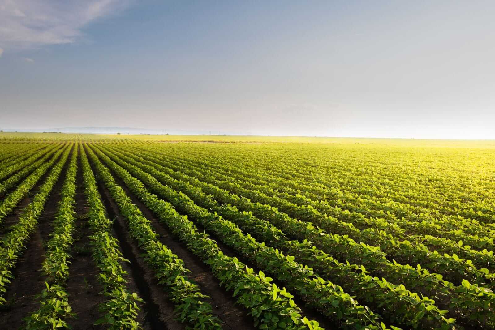 Soybeans Trading with Wednesday Gains Ahead of Trump/Xi Visit