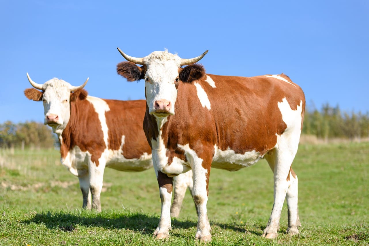 Cattle Slipping Back on Tuesday, as Beef Rallies Above $400